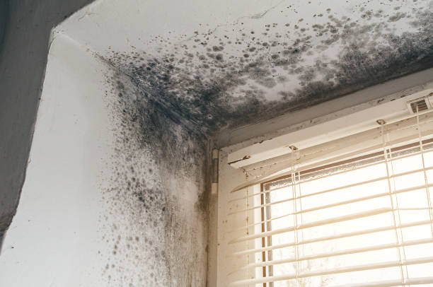 Affordable Mold Remediation solutions in Simpson, NC
